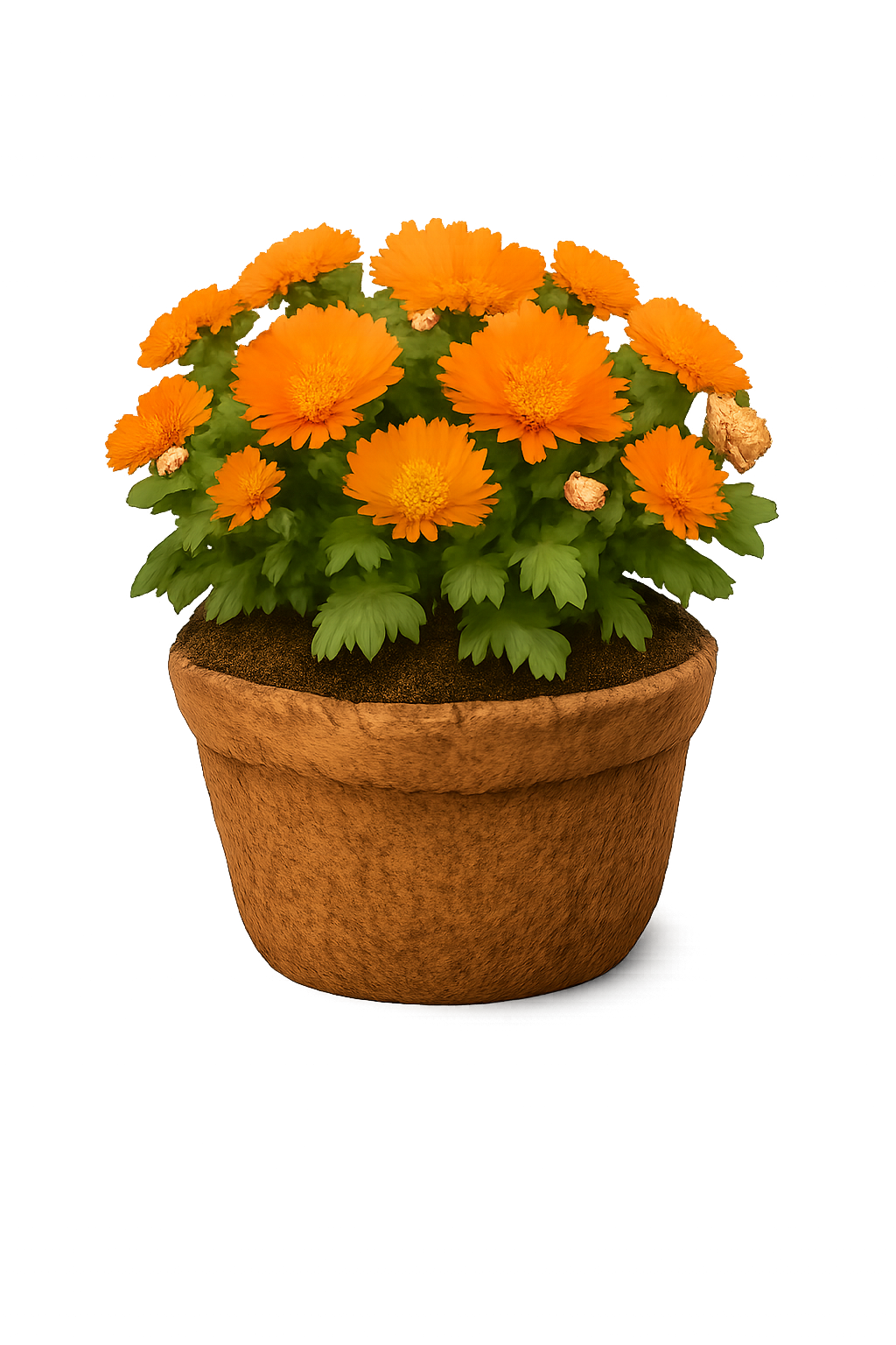 Chrysanthemum Flower - Orange