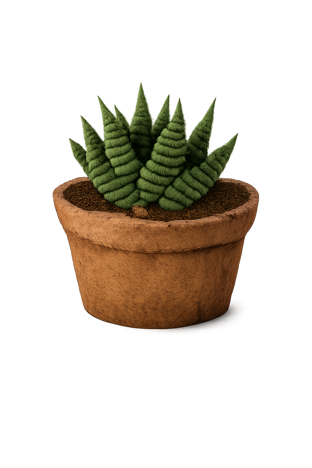 Zebra Plant